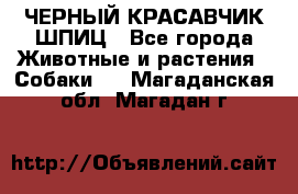 ЧЕРНЫЙ КРАСАВЧИК ШПИЦ - Все города Животные и растения » Собаки   . Магаданская обл.,Магадан г.